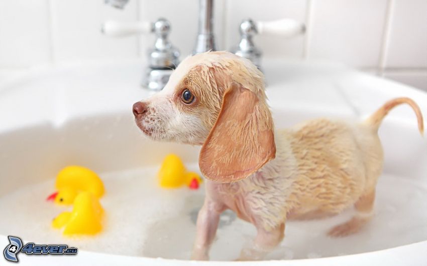 puppy, wash basin, ducks