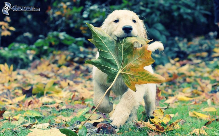 puppy in leaves, leaf