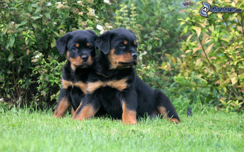 rottweilers, puppies