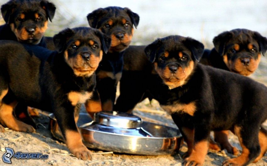 rottweilers, puppies