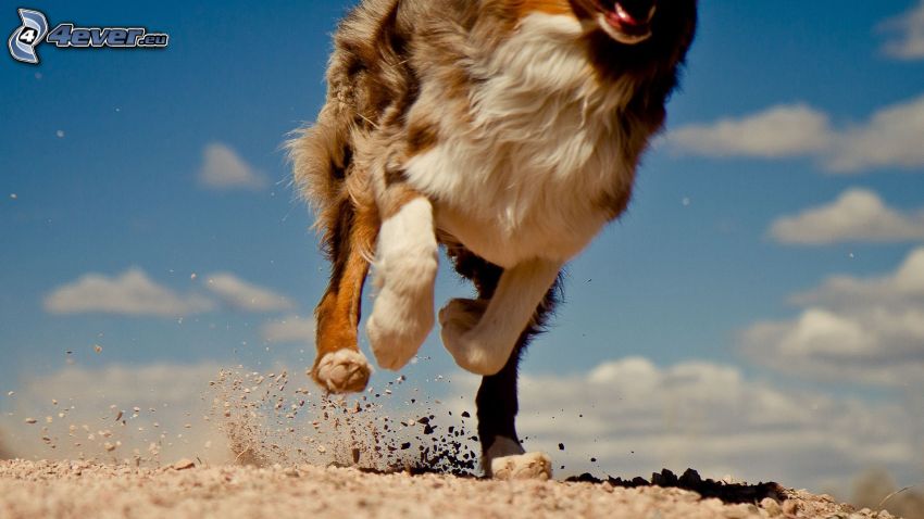 running, dog