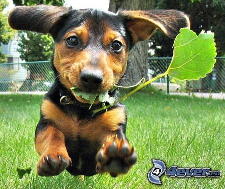running dog, dachshund, grass, leaf