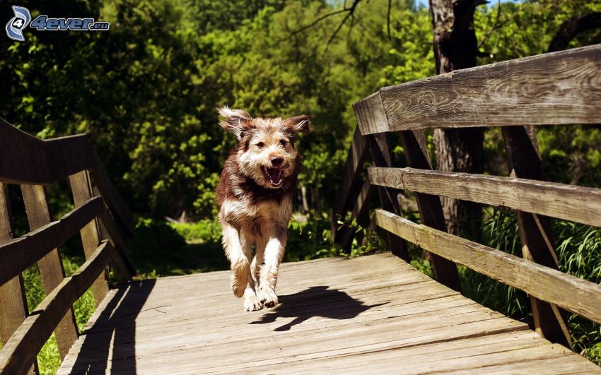running dog, wooden bridge