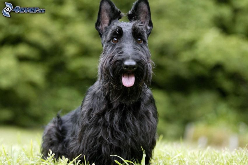 Scottish Terrier, put out the tongue