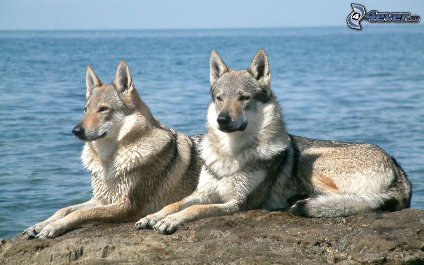 sea, czechoslovakian wolfdog