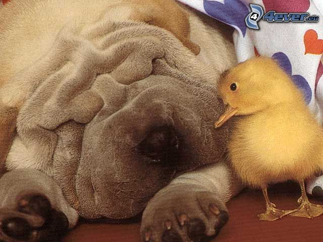 Shar Pei, little duckling, camaraderie