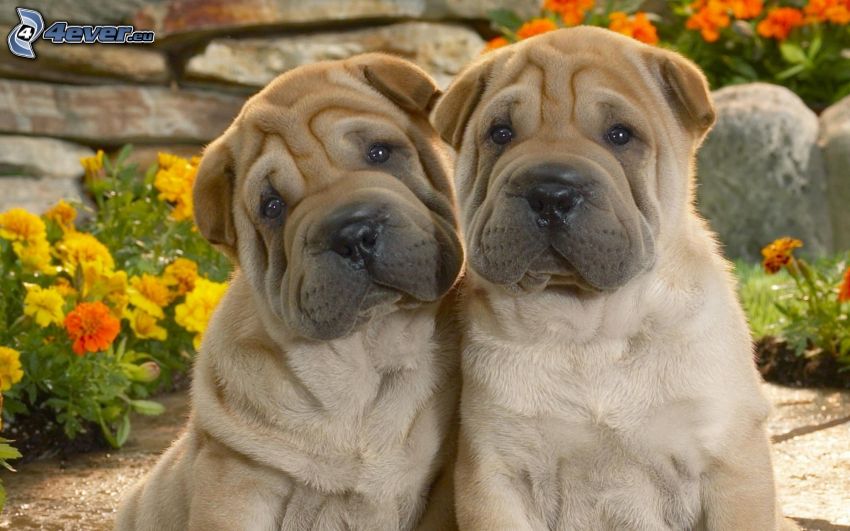 Shar Pei puppies, two dogs, marigold