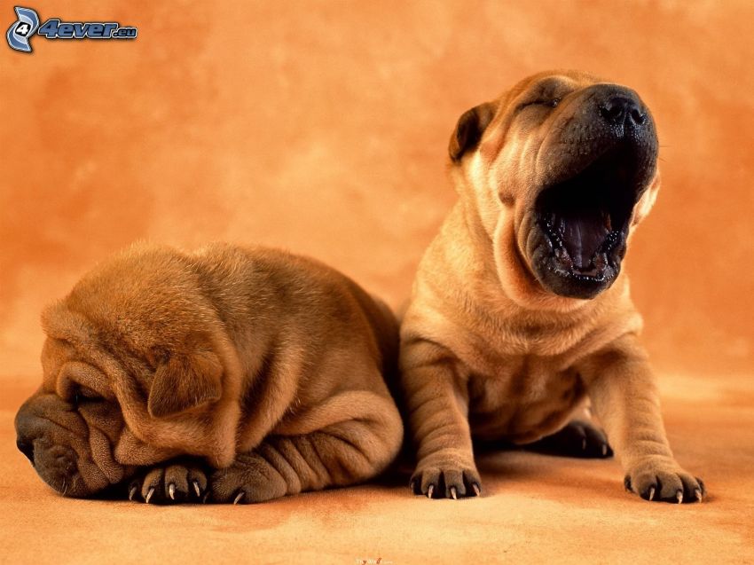 Shar Pei puppies, yawn