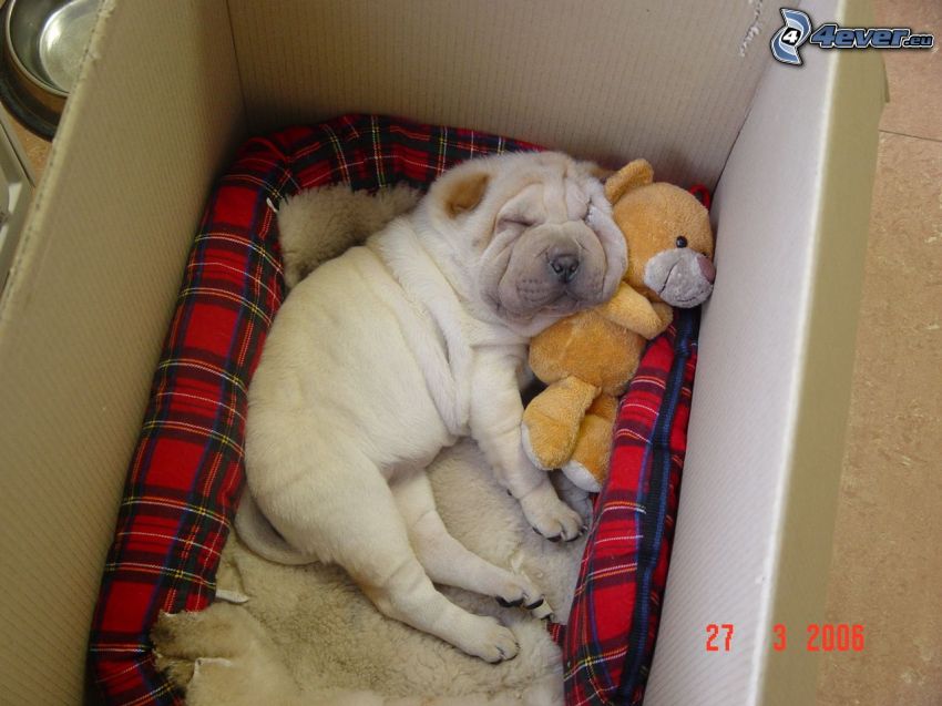 Shar Pei puppy, box, sleeping puppy