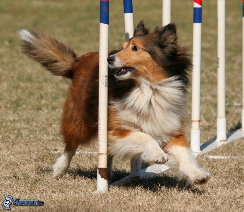 sheltie, obstacle