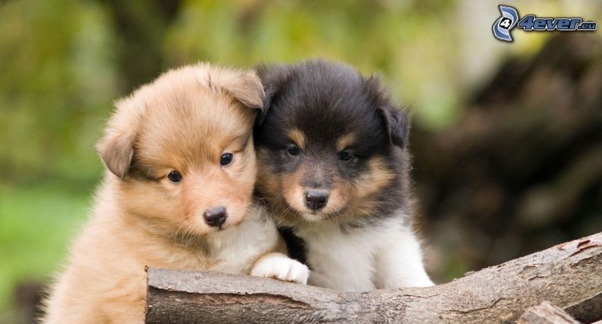 sheltie, two puppies