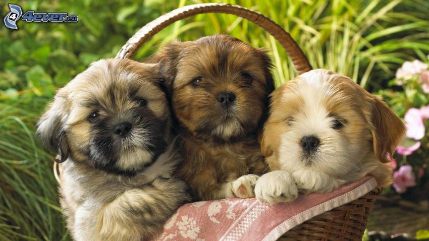 shih-tzu, puppies in basket