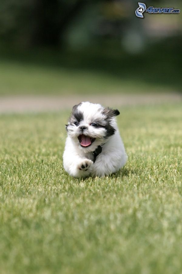 shih-tzu, puppy, running, grass