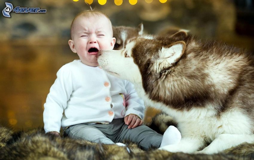Siberian Husky, baby, cry