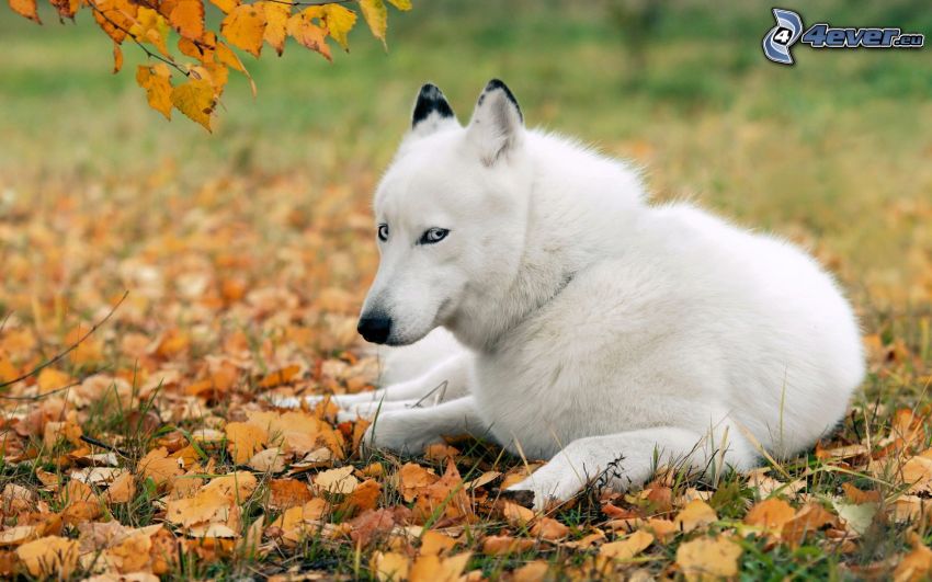 Siberian Husky, fallen leaves