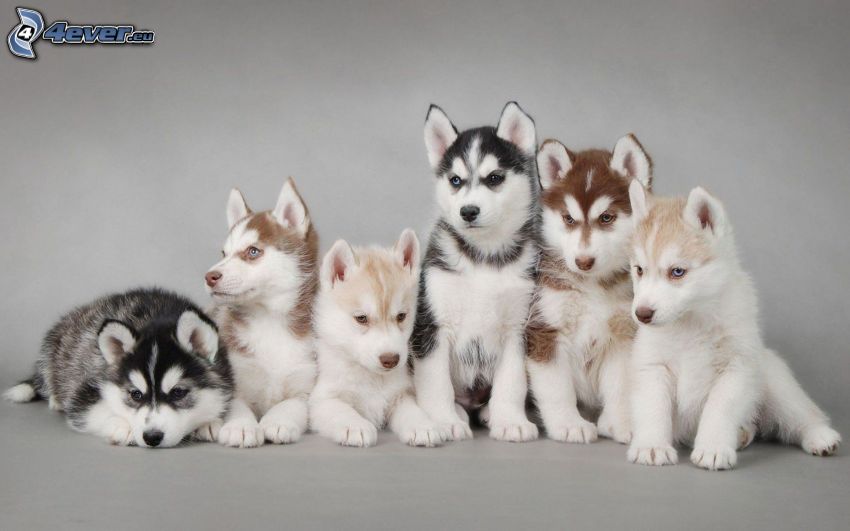 Siberian Husky, puppies