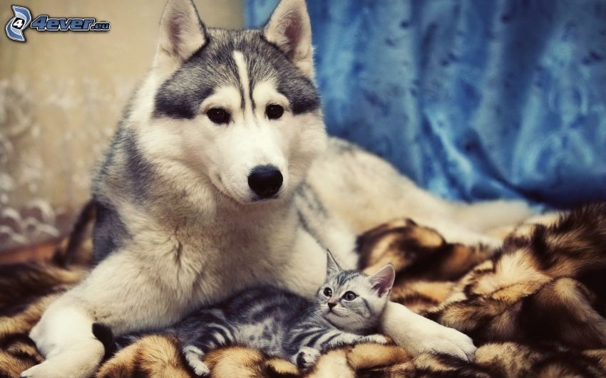 Siberian Husky, small kitten, blanket
