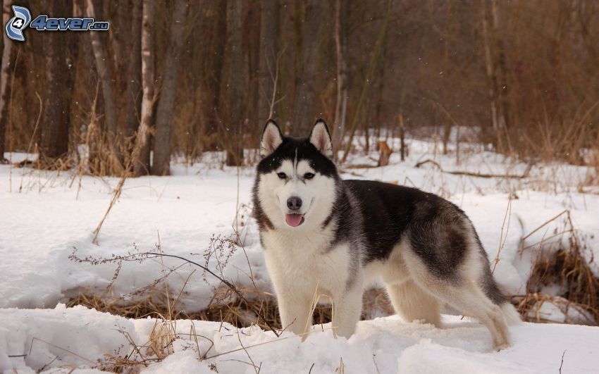 Siberian Husky, snow