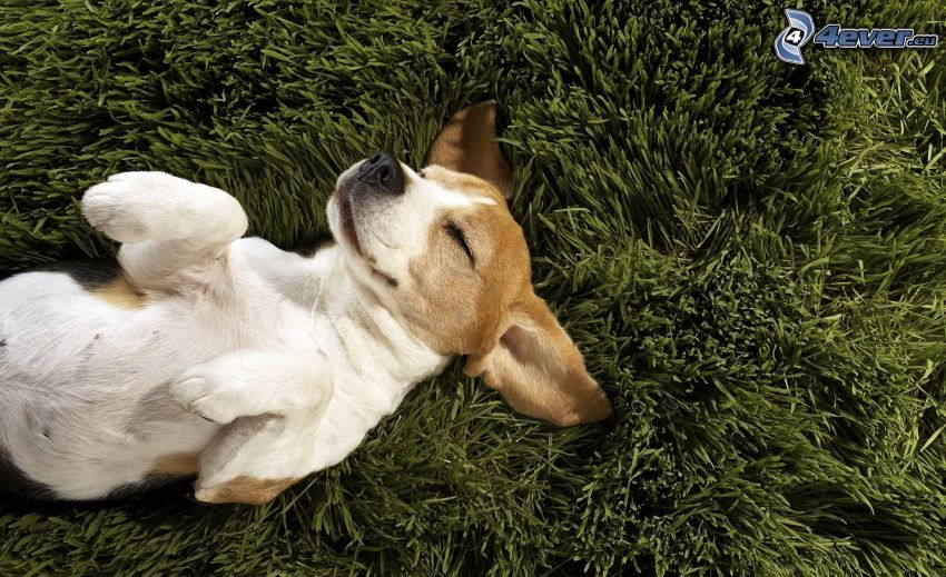 sleeping dog, grass