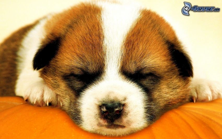 sleeping dog, puppy, pumpkin