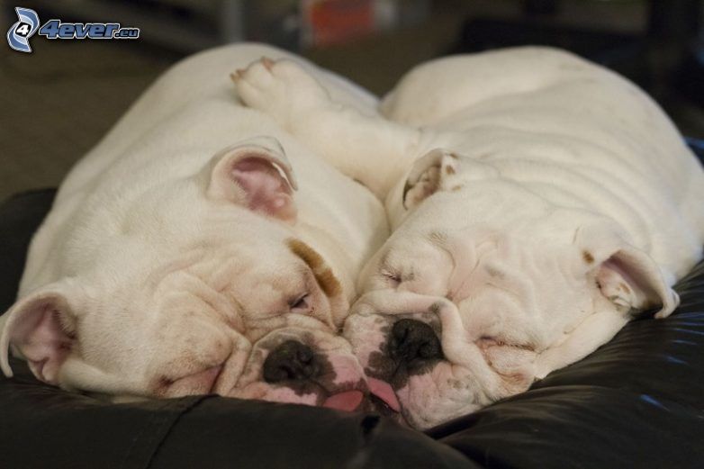 sleeping dogs, English bulldog