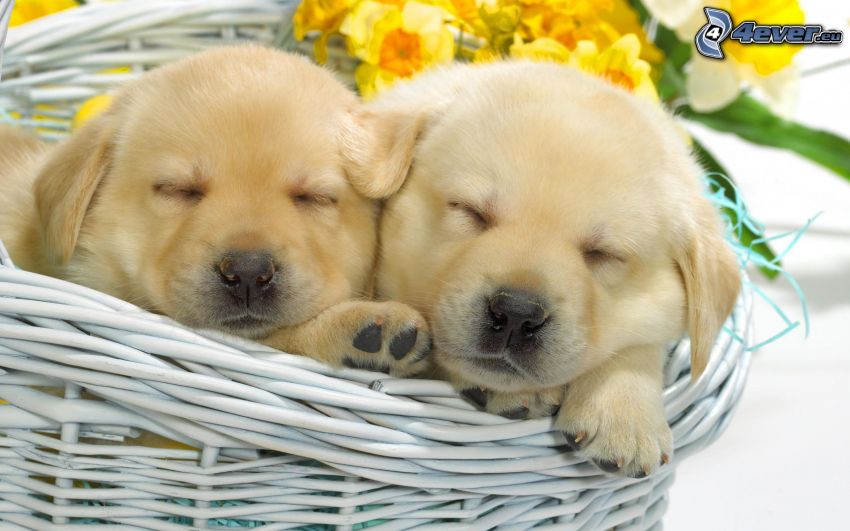 sleeping puppies, basket