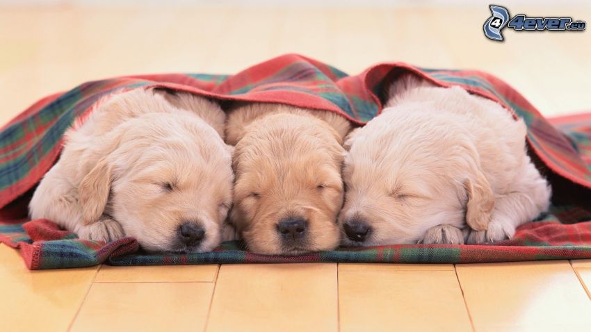 sleeping puppies, blanket