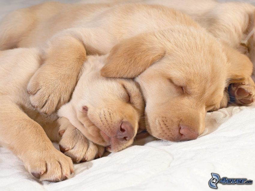 sleeping puppies, Labrador