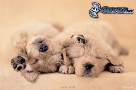 sleeping puppies, paws