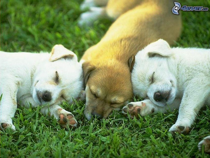 sleeping puppies, puppies on grass