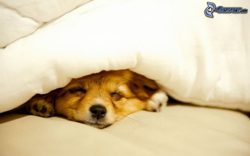 sleeping puppy, blanket