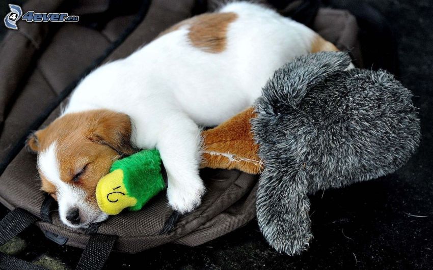 sleeping puppy, cuddly toy