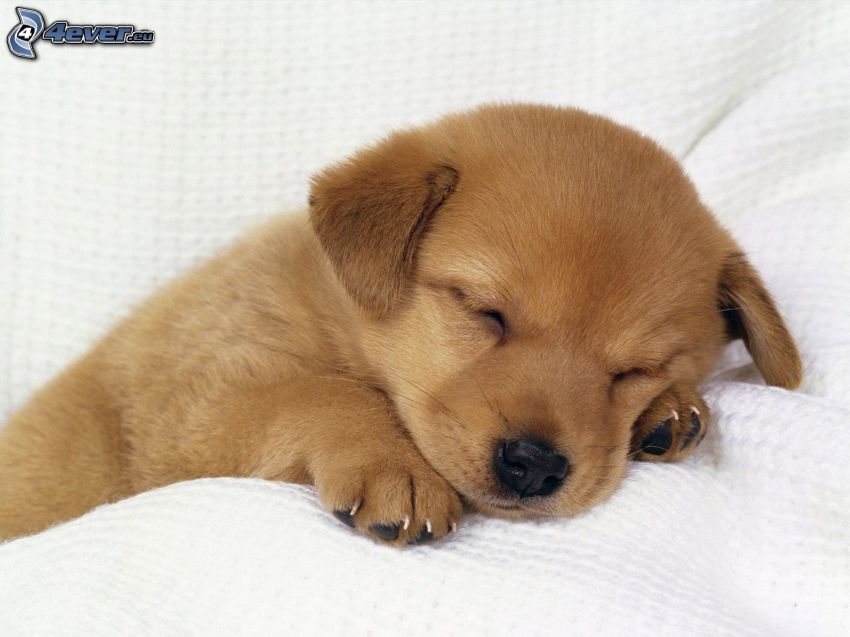 sleeping puppy, golden retriever, pillow