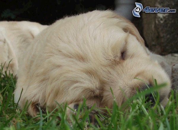 sleeping puppy, golden retriever