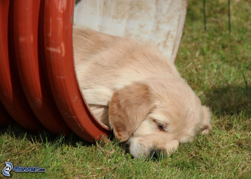 sleeping puppy, Labrador