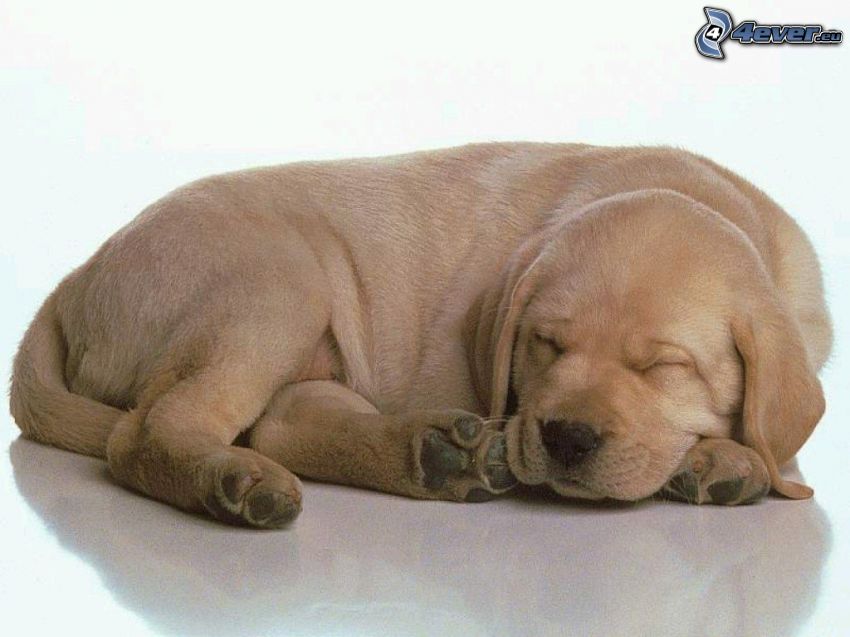 sleeping puppy, Labrador puppy
