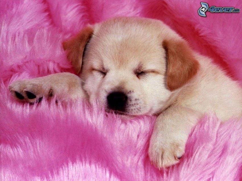 sleeping puppy, pink, blanket