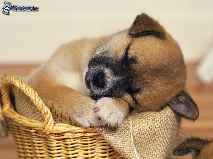 sleeping puppy, puppy in a basket