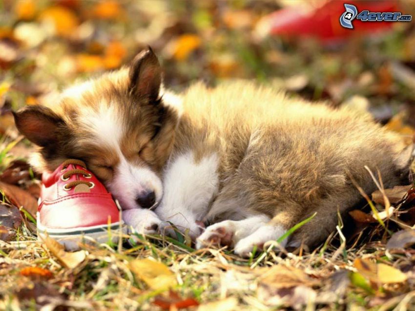 sleeping puppy, red sneaker, grass