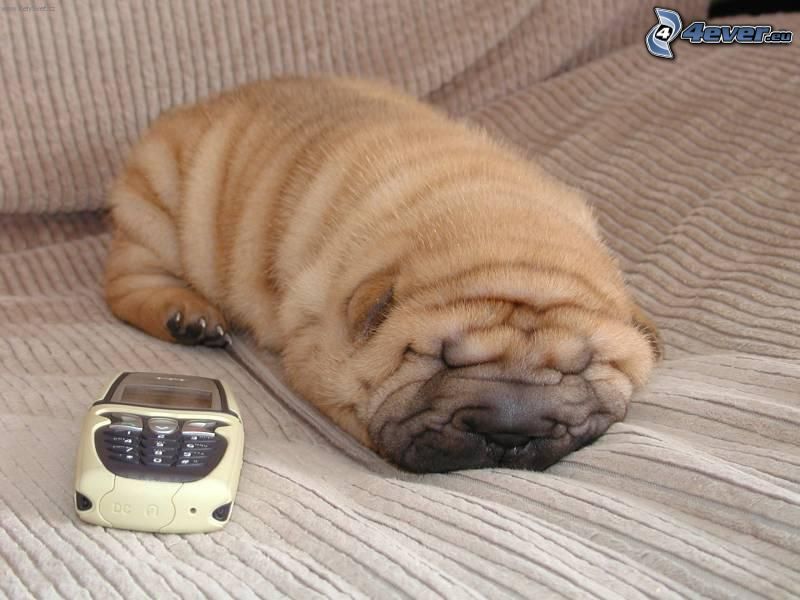 sleeping puppy, Shar Pei, phone