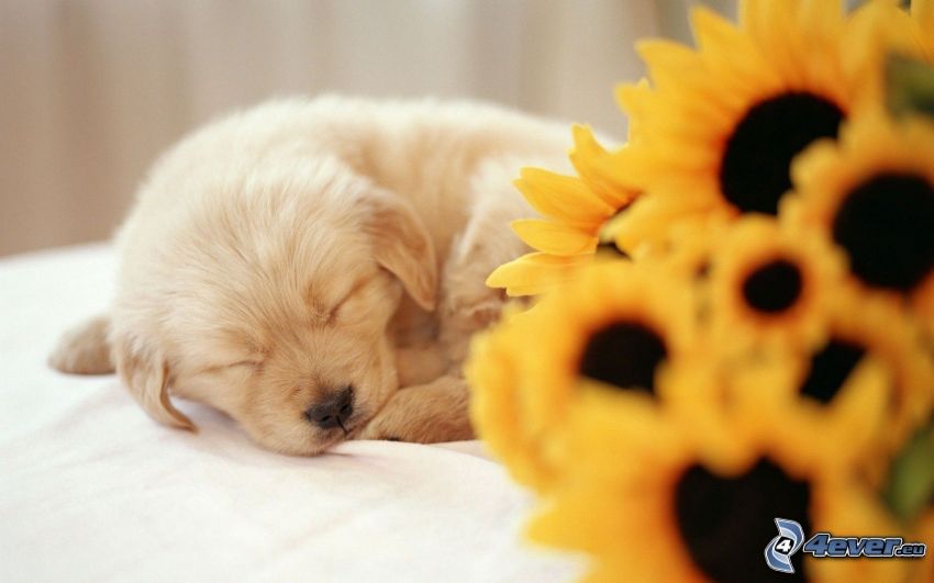 sleeping puppy, sunflowers
