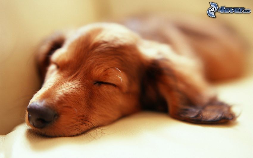 sleepy dachshund, sleeping puppy