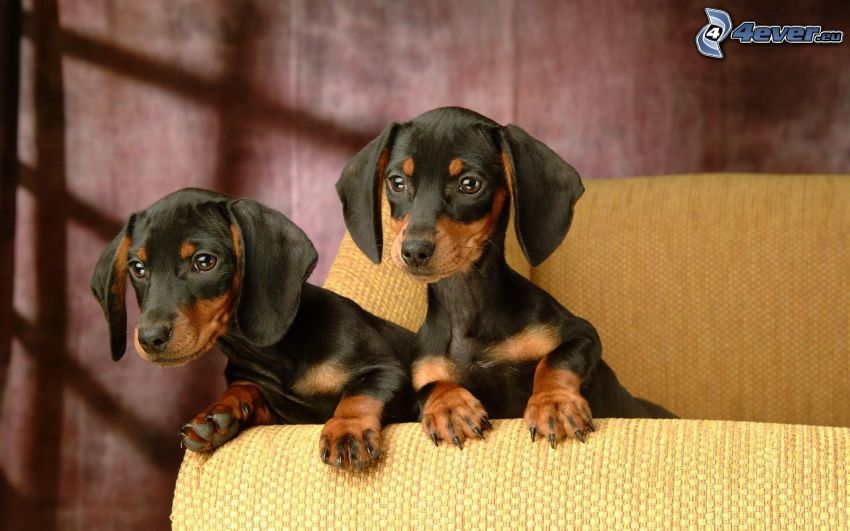 small black dachshund, dachshund puppies, dachshund on the couch