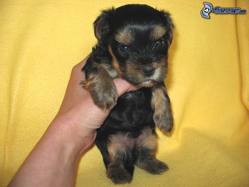small black puppy, hand