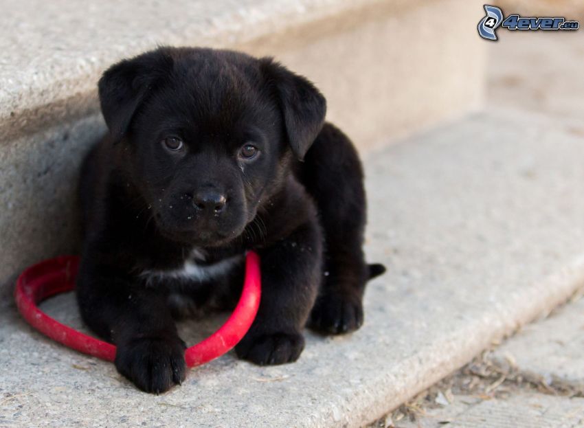 small black puppy