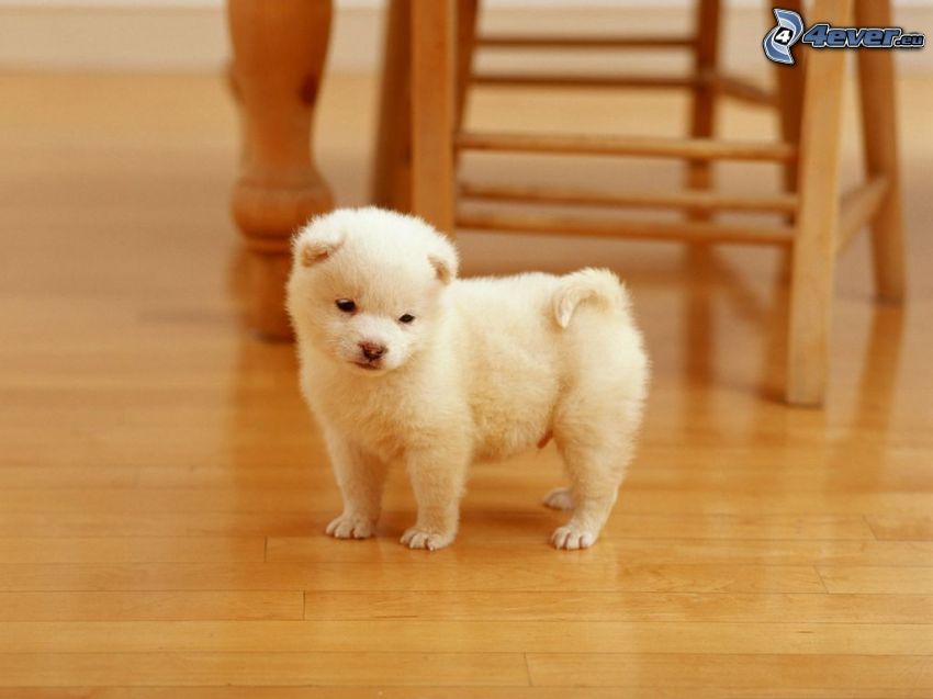 small white puppy, floor, chair