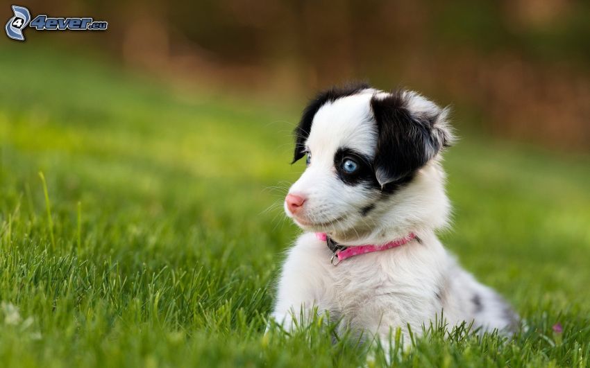 small white puppy, grass