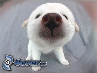 snout, small white puppy