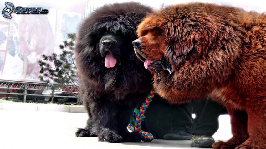 Tibetan mastiff