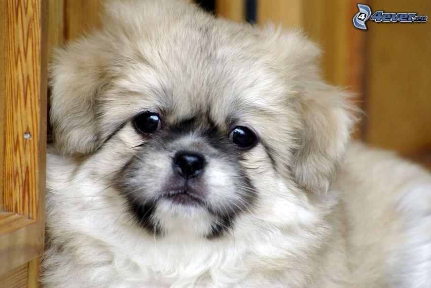 tibetan spaniel